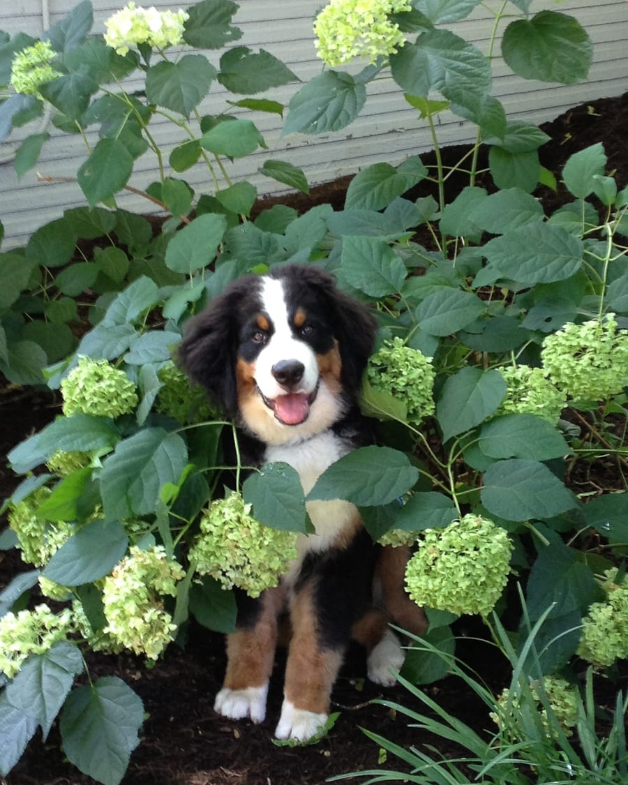 Chiot élevé en milieu familial, dans le jardin